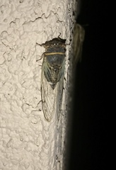 Diceroprocta semicincta