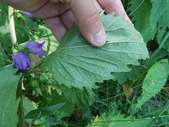 Coleosporium campanulae