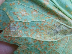 Coleosporium campanulae