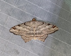 Macaria multilineata