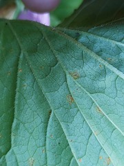 Coleosporium campanulae