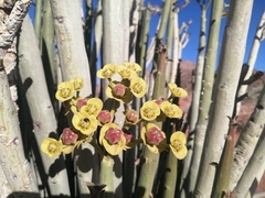Euphorbia dregeana
