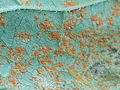 Coleosporium campanulae