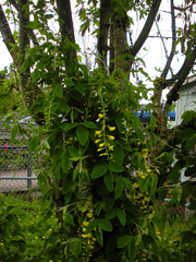 Laburnum × watereri