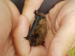 Pipistrellus nathusii