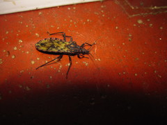 Panstrongylus rufotuberculatus