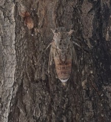 Cicada cretensis