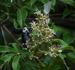 Xylocopa phalothorax