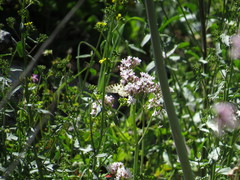 Zerynthia deyrollei