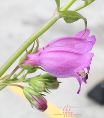 Penstemon campanulatus