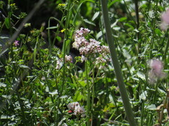 Zerynthia deyrollei