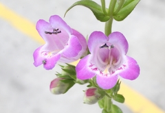 Penstemon campanulatus