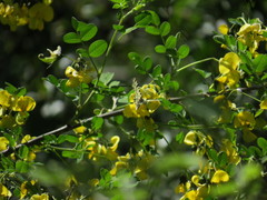 Zerynthia deyrollei