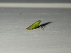 Neocoelidia tuberculata