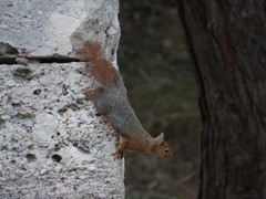 Sciurus anomalus