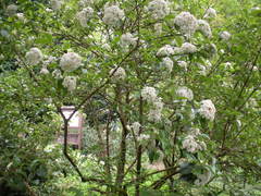 Viburnum × burkwoodii