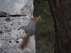 Sciurus anomalus