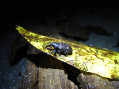 Heilus bioculatus
