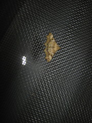 Periphrage barbatula