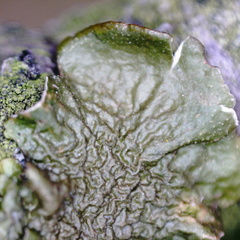 Melanohalea exasperata