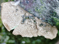 Melanohalea exasperata