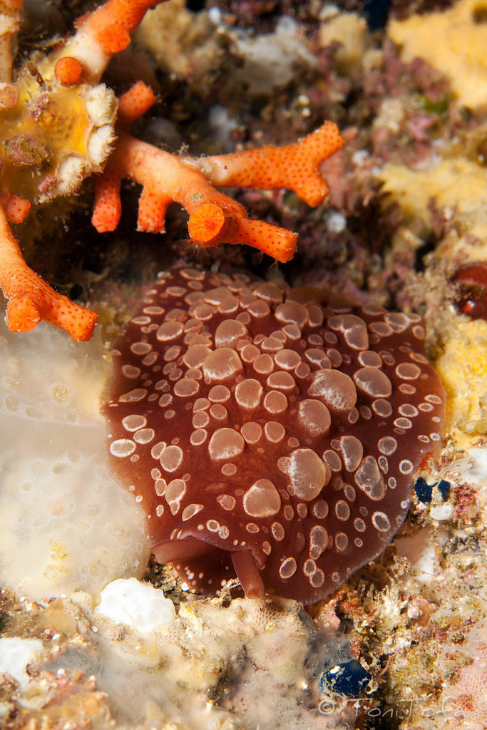 Spotted Berthella