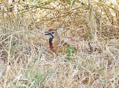 Rhodophoneus cruentus