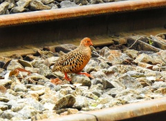 Perdicula erythrorhyncha