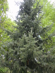 Picea omorika