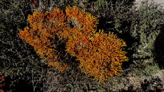 Dufourea flammea