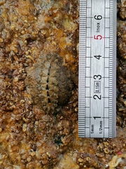 Acanthochitona fascicularis
