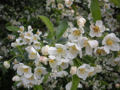 Malus floribunda