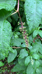 Phytolacca americana