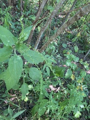 Verbena urticifolia