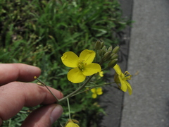 Diplotaxis tenuifolia