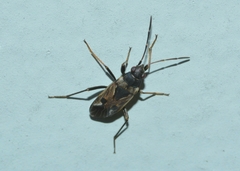 Rhyparochromus vulgaris