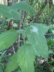 Verbena urticifolia