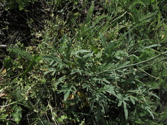 Diplotaxis tenuifolia