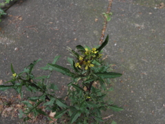 Sisymbrium officinale