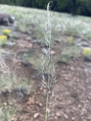 Muhlenbergia montana