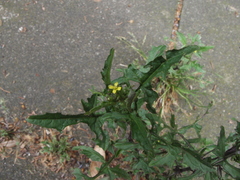 Sisymbrium officinale