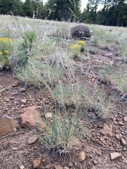 Muhlenbergia montana