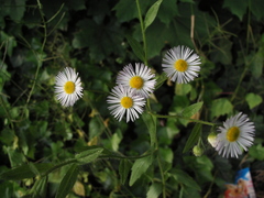 Erigeron annuus