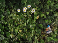 Erigeron annuus