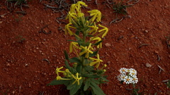 Lyperia tristis