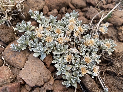 Image of Antennaria rosulata by (c) Matt Berger, some rights reserved (CC BY)