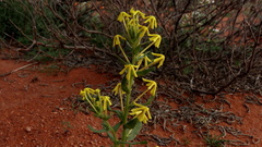 Lyperia tristis