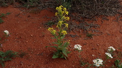 Lyperia tristis