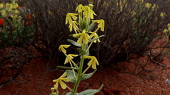 Lyperia tristis