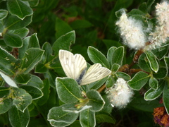 Pieris bryoniae